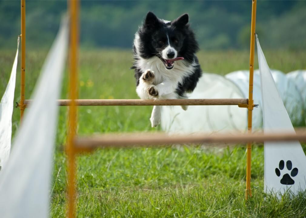 #18. Border collie